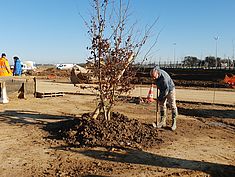 Plantation du premier arbre de la ZAC du Tertre de Montereau - Agrandir l'image (fenêtre modale)