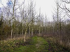 Parc Raymond Sachot, Saint-Fargeau-Ponthierry - Agrandir l'image (fenêtre modale)